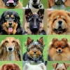 Kinderen Educa Dieren|Legpuzzels<Allemaal honden - legpuzzel van 500 stukjes