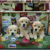 Kinderen Educa Dieren|Legpuzzels<Puppies in de koffer - legpuzzel van 500 stukjes