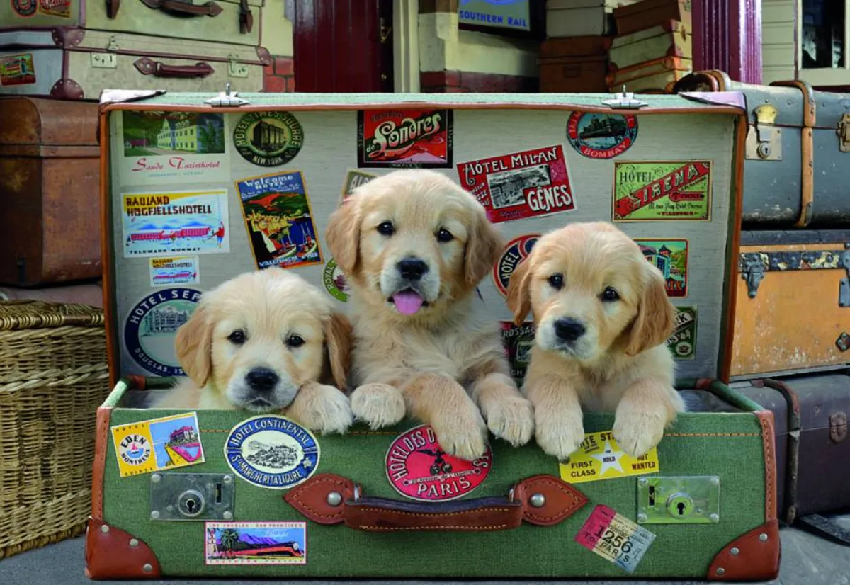 Kinderen Educa Dieren|Legpuzzels<Puppies in de koffer - legpuzzel van 500 stukjes