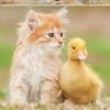 Kinderen Educa Dieren|Legpuzzels<Schattige vriendjes - legpuzzel van 500 stukjes