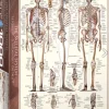 Eurographics Puzzles Kunst En Cultuur|1000-1499<Het skeletsysteem - puzzel van 1000 stukjes