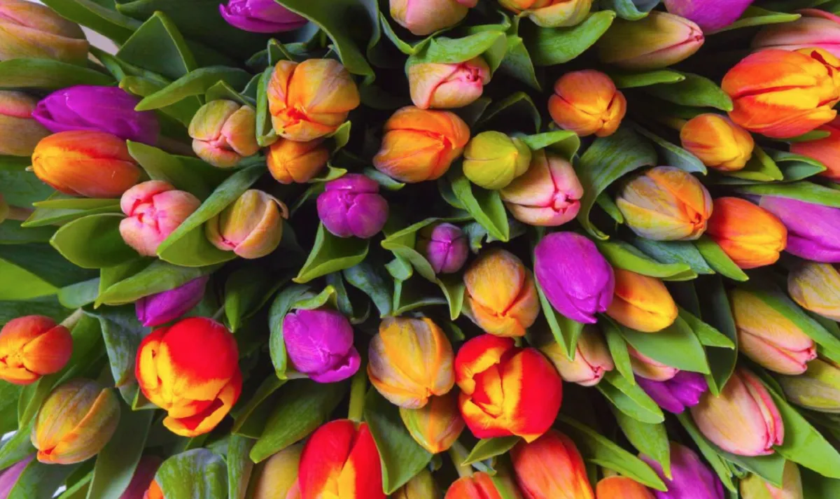 Piatnik Kunst En Cultuur|1000-1499<Tulpen - 1000 stukjes