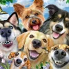 Kinderen Ravensburger Dieren|Legpuzzels<Honden selfie - puzzel van 500 stukjes