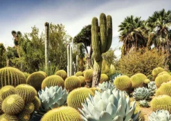 Ravensburger Landschappen|1000-1499<Huntington Desert Garden - puzzel van 1000 stukjes
