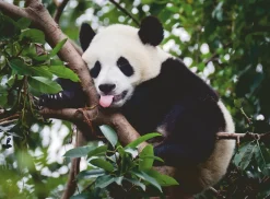 Kinderen Ravensburger Dieren|Legpuzzels<Panda in de boom - puzzel van 500 stukjes
