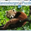 Kinderen Ravensburger Dieren|Legpuzzels<Schattige rode panda - puzzel van 500 stukjes