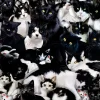 SUNSOUT Dieren|1000-1499<Een studie in zwart en wit - legpuzzel van 1000 stukjes